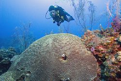 A new diver swims over coral in the Bahamas. by Michael Shope 